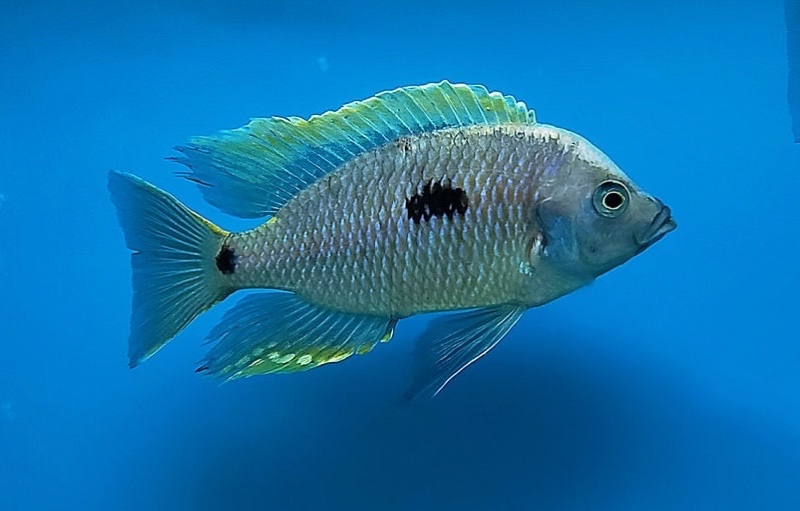 Copadichromis geertsi 'Gome'